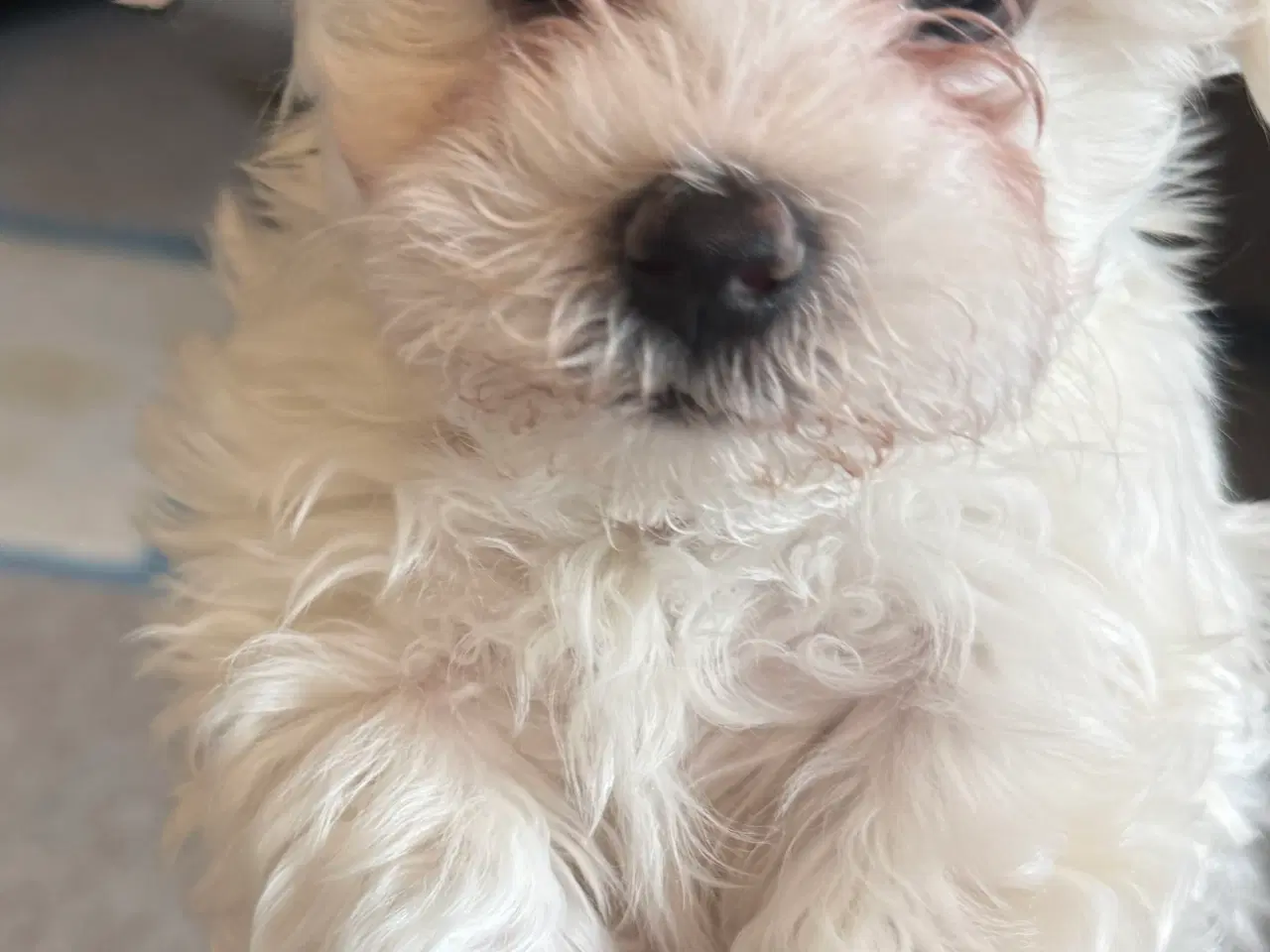 Billede 2 - Tre hvalpe Maltese 2 måned