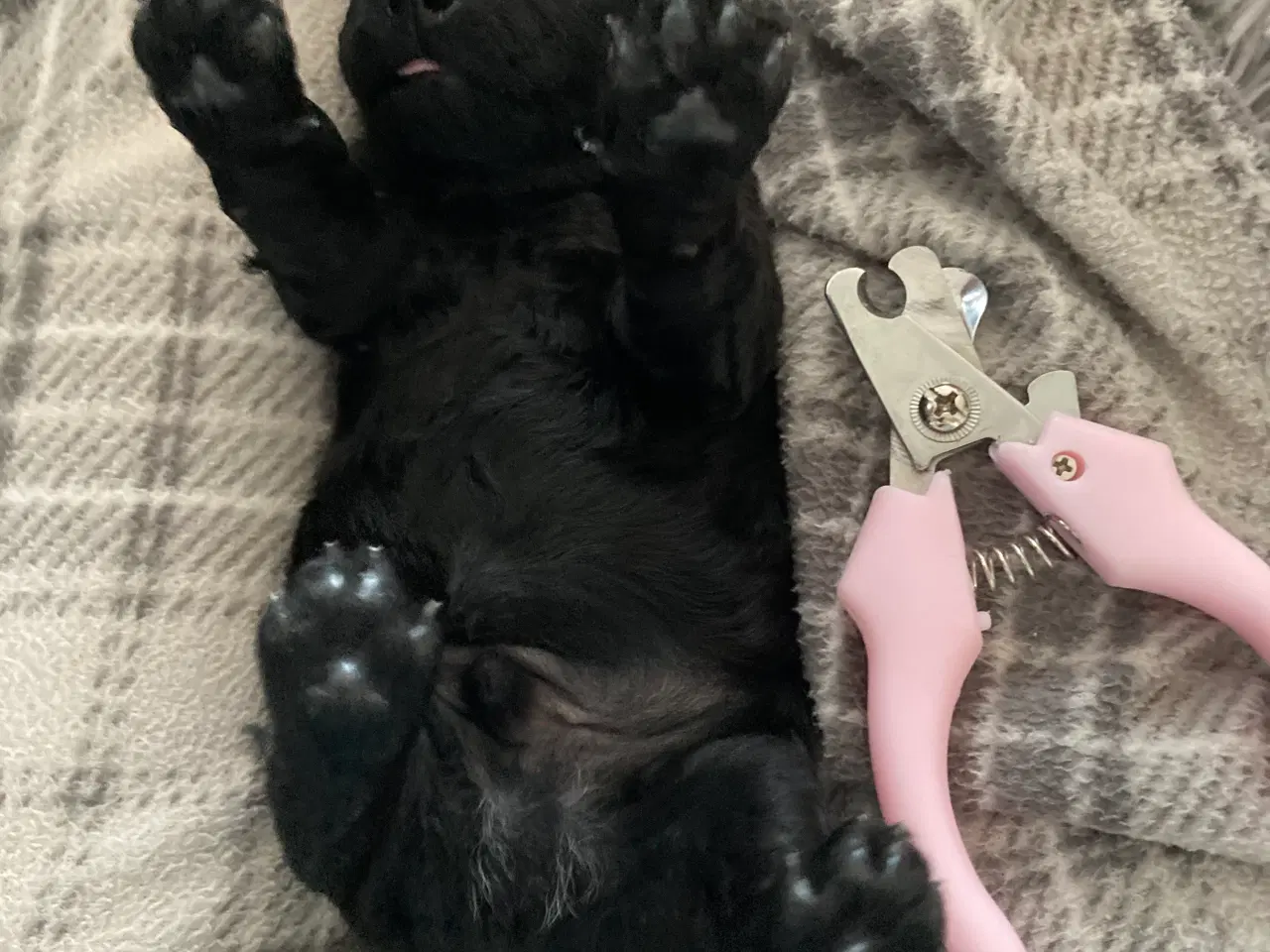 Billede 3 - 5 ugers Dværgpudel drenge