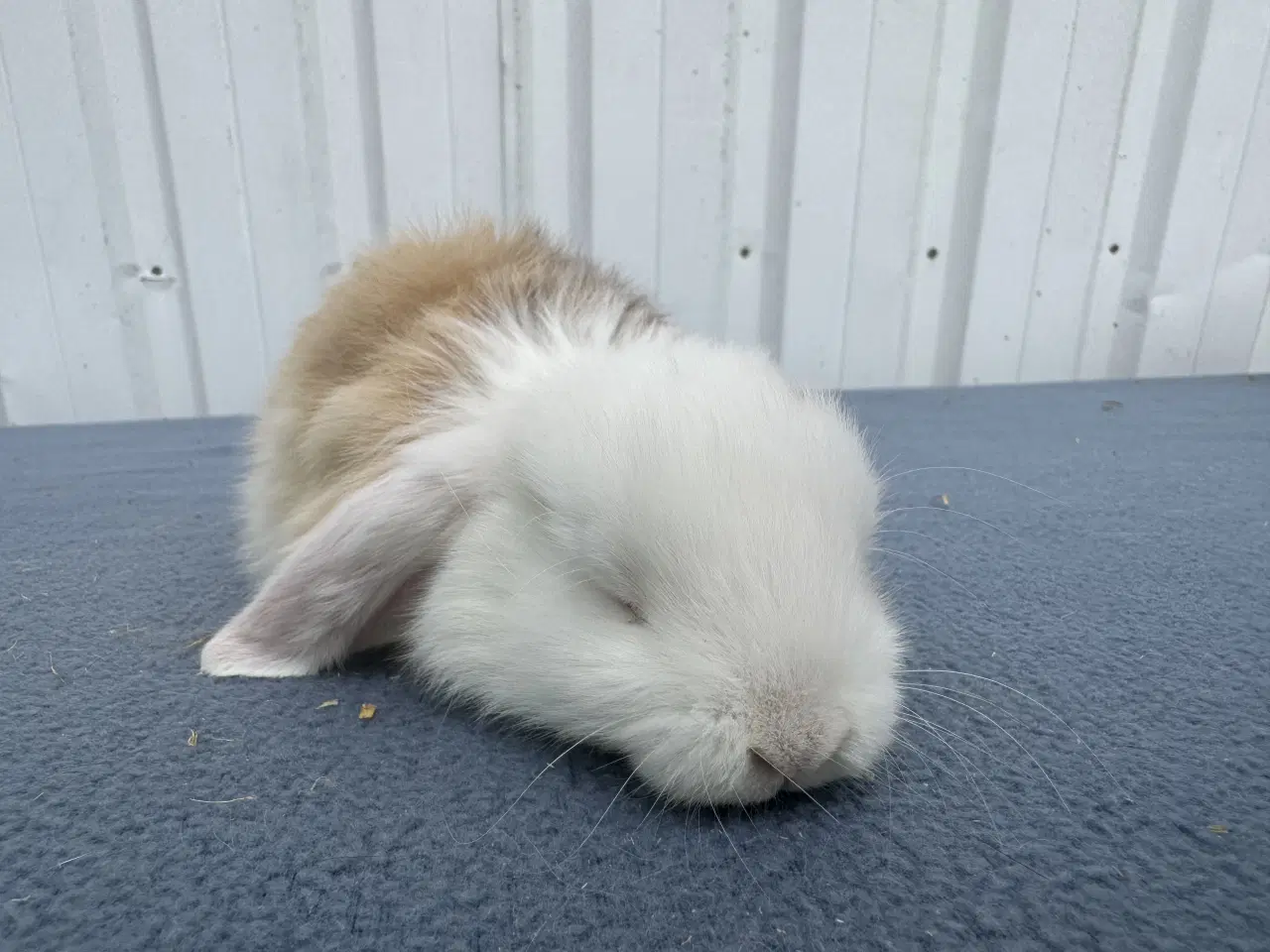 Billede 1 - Dværgvædder hunkanin