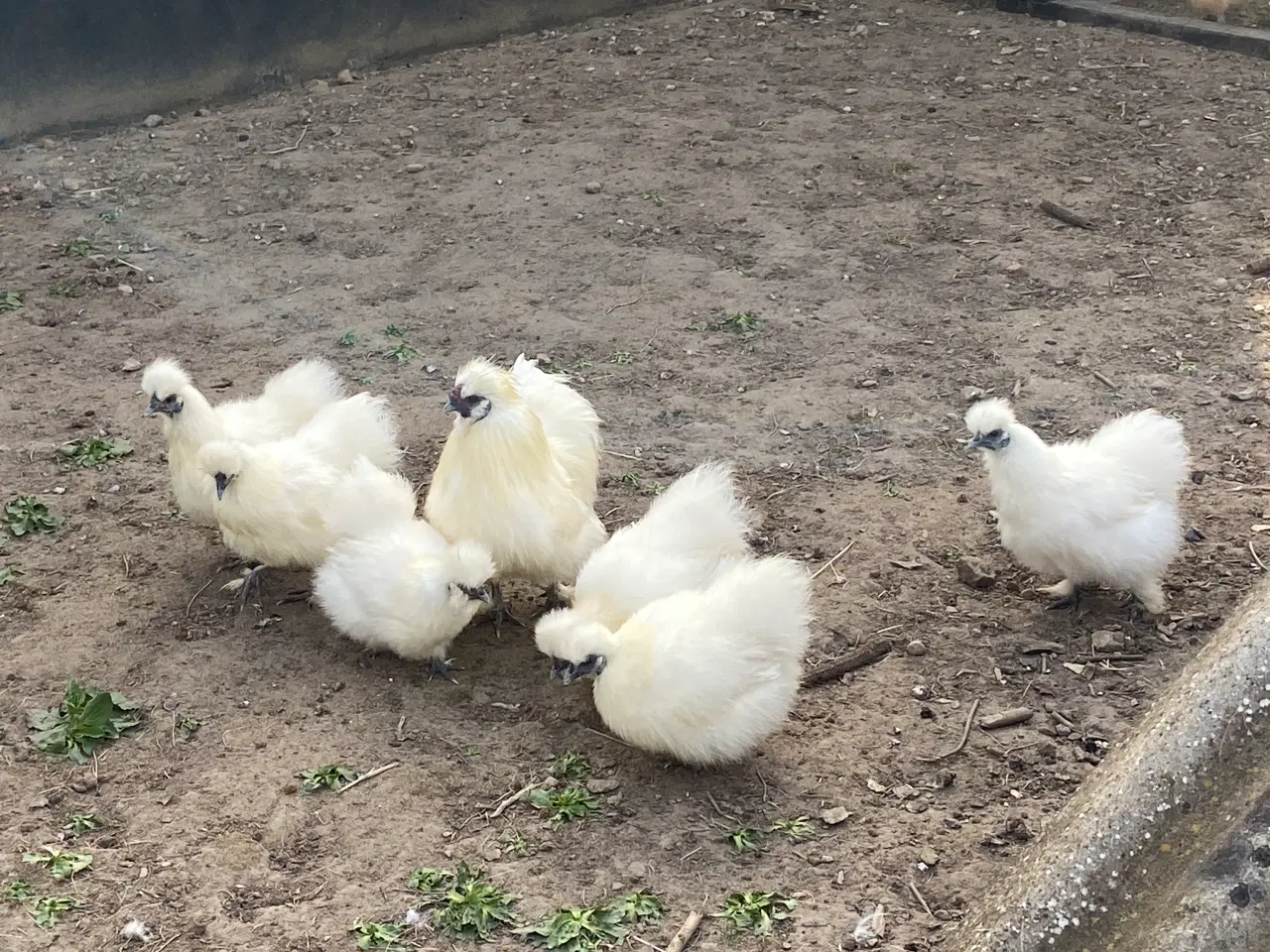 Billede 3 - 12 stk nyklækkede dværg silkekyllinger fra 2/4
