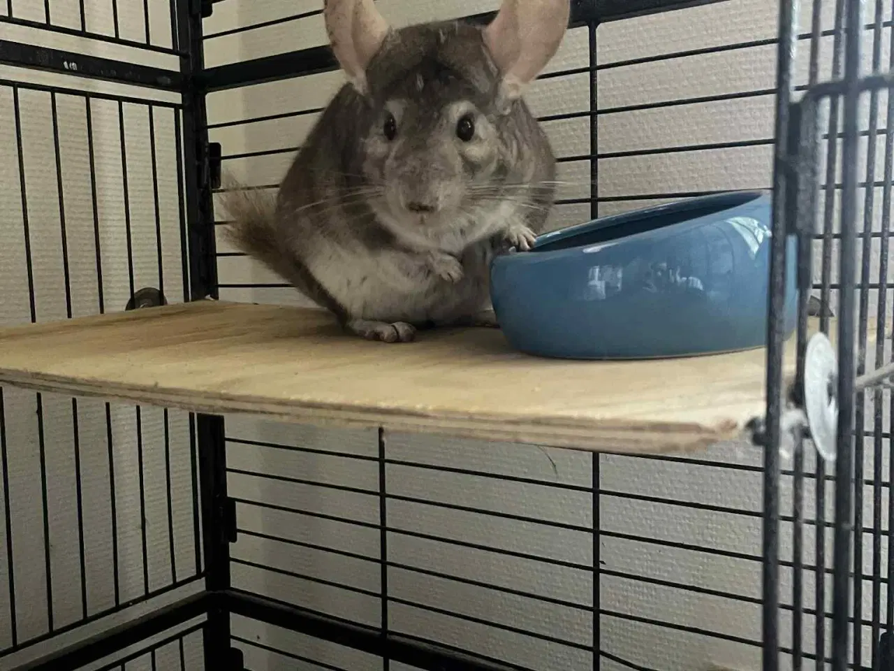 Billede 3 - Chinchilla med bur