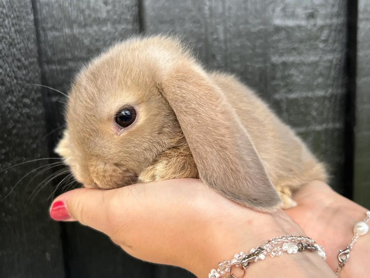 Billede 6 - Mini lops og Lion lops