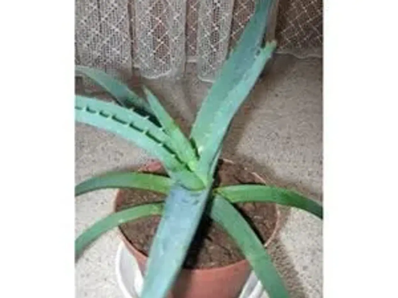Billede 2 - Aloe Vera planter