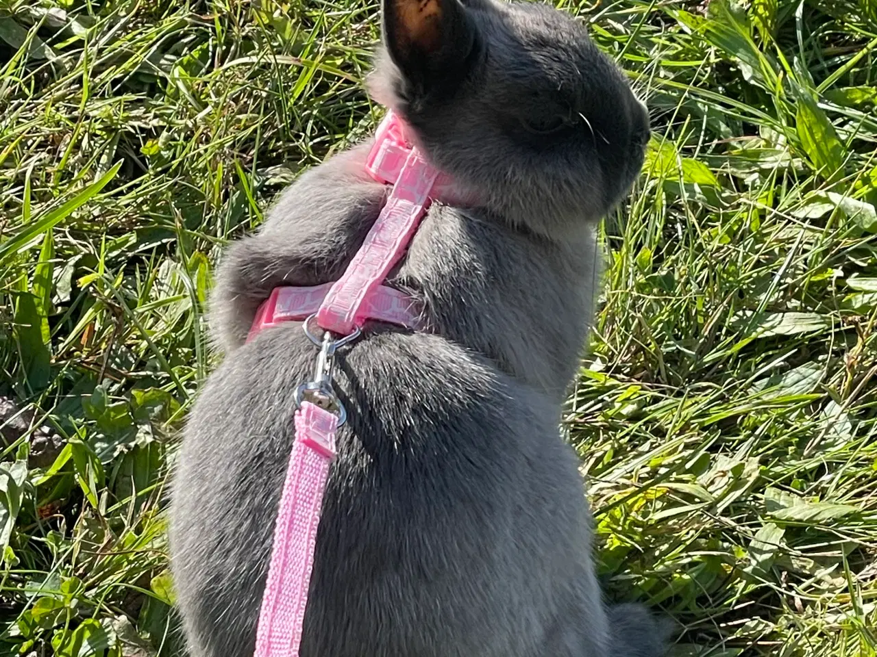 Billede 16 - Hermelin kaniner