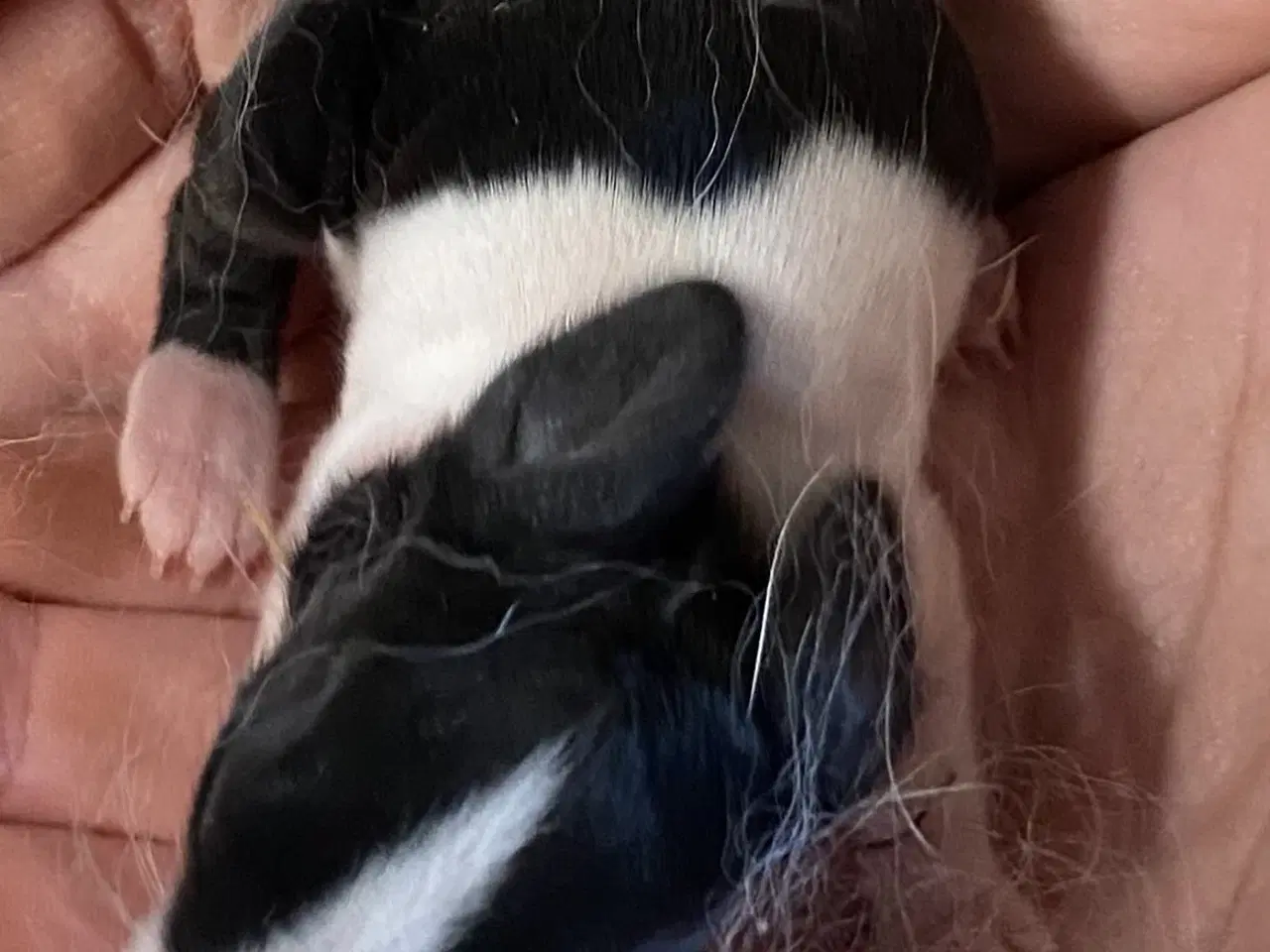 Billede 1 - HOLLÆNDER HAN SORT