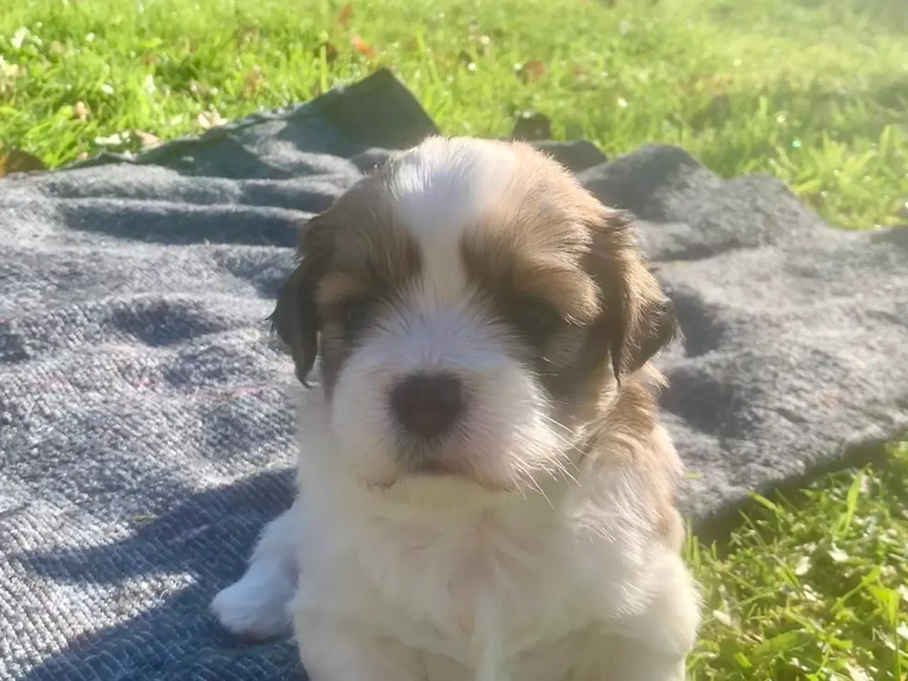 Billede 5 - Lhasa Apso hvalpe