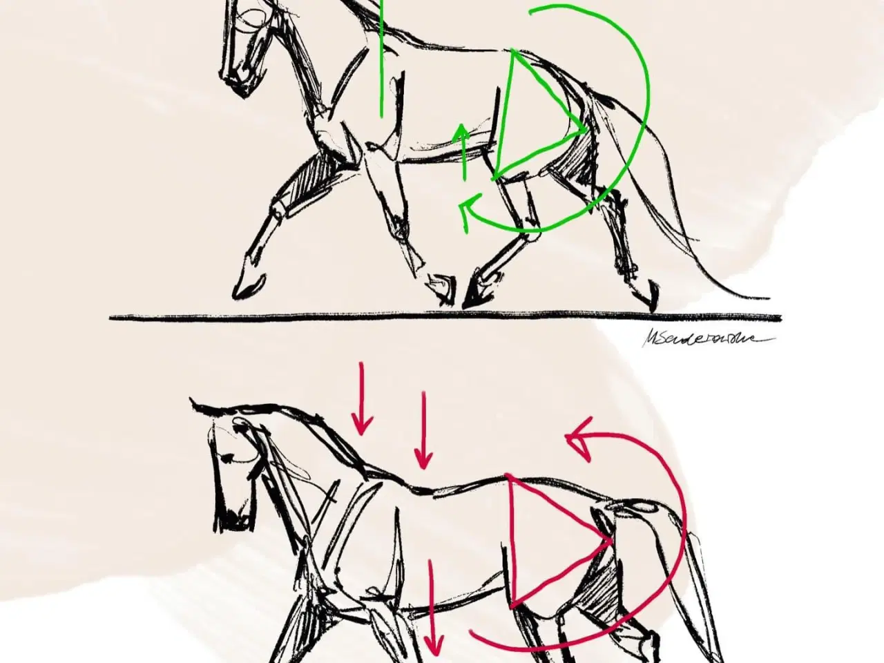 Billede 3 - Heste massage og anden terapi 