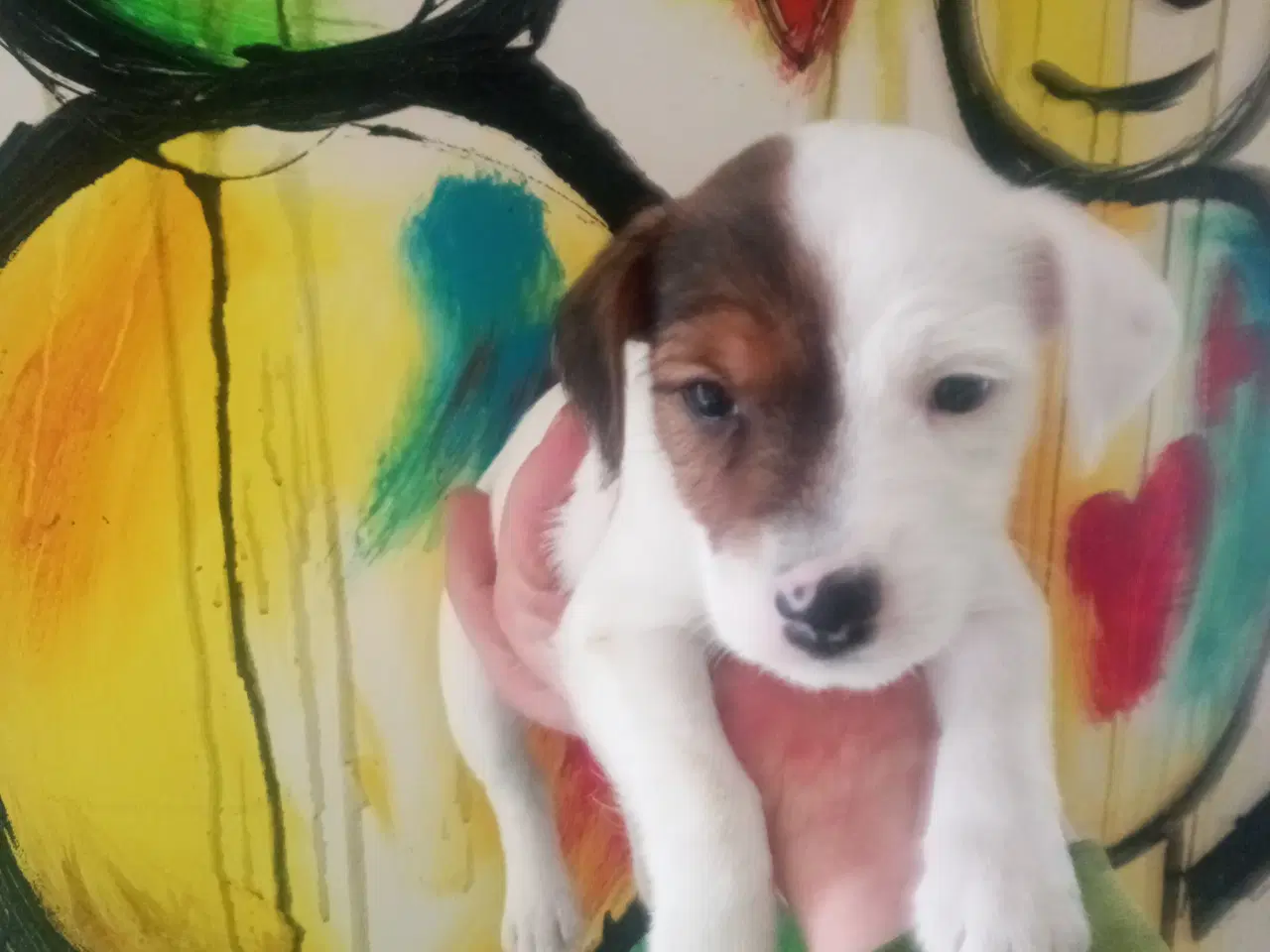 Billede 5 - Jack Russell Terrier hvalpe