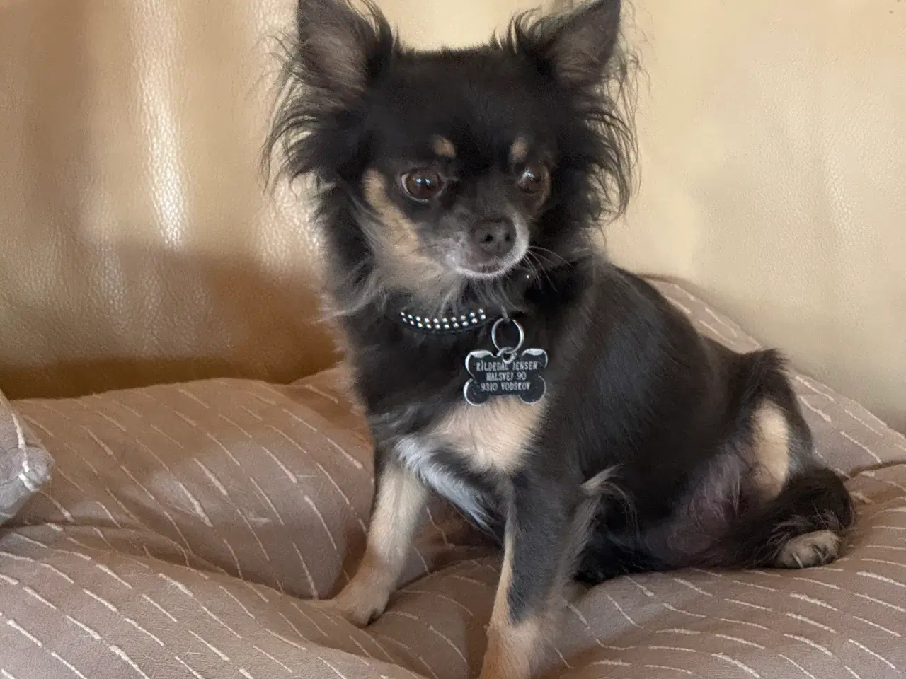 Billede 6 - Chihuahua hvalpe 