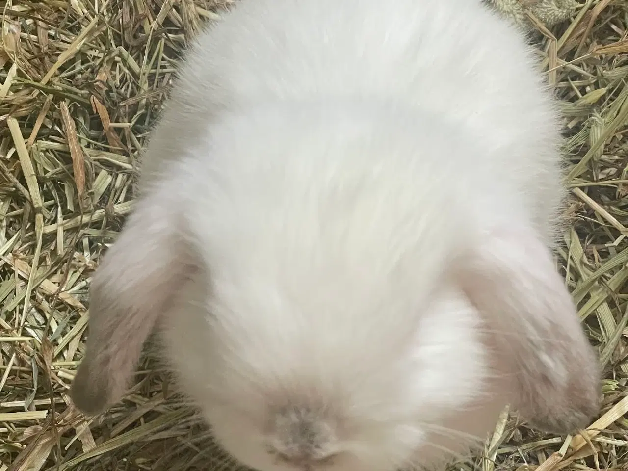 Billede 3 - Mini lop han inkl. løbegård, indhegning m.m. 
