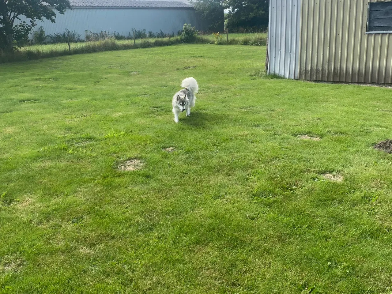 Billede 2 - Sibirisk husky