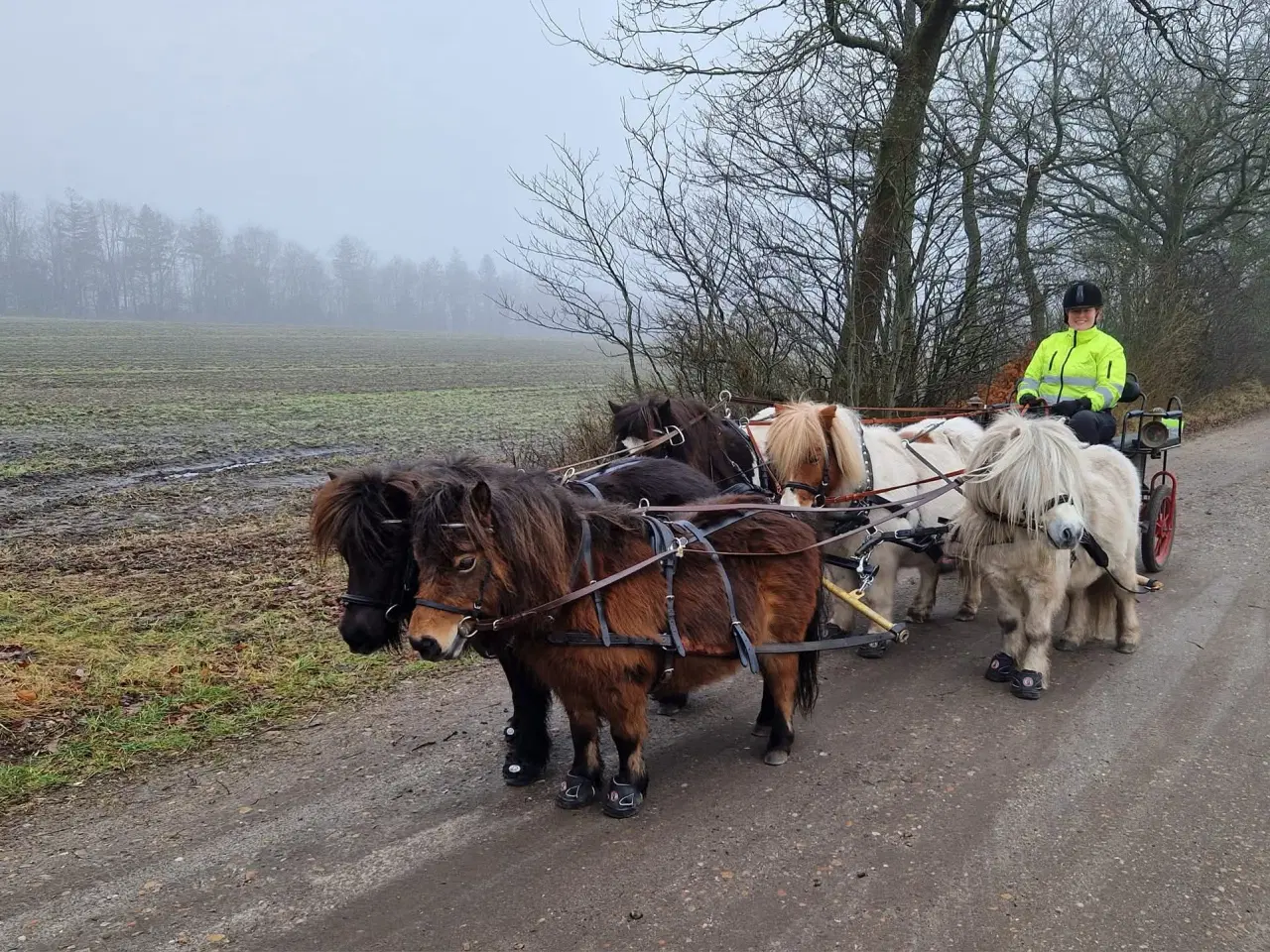 Billede 2 - Shetlænder hingst
