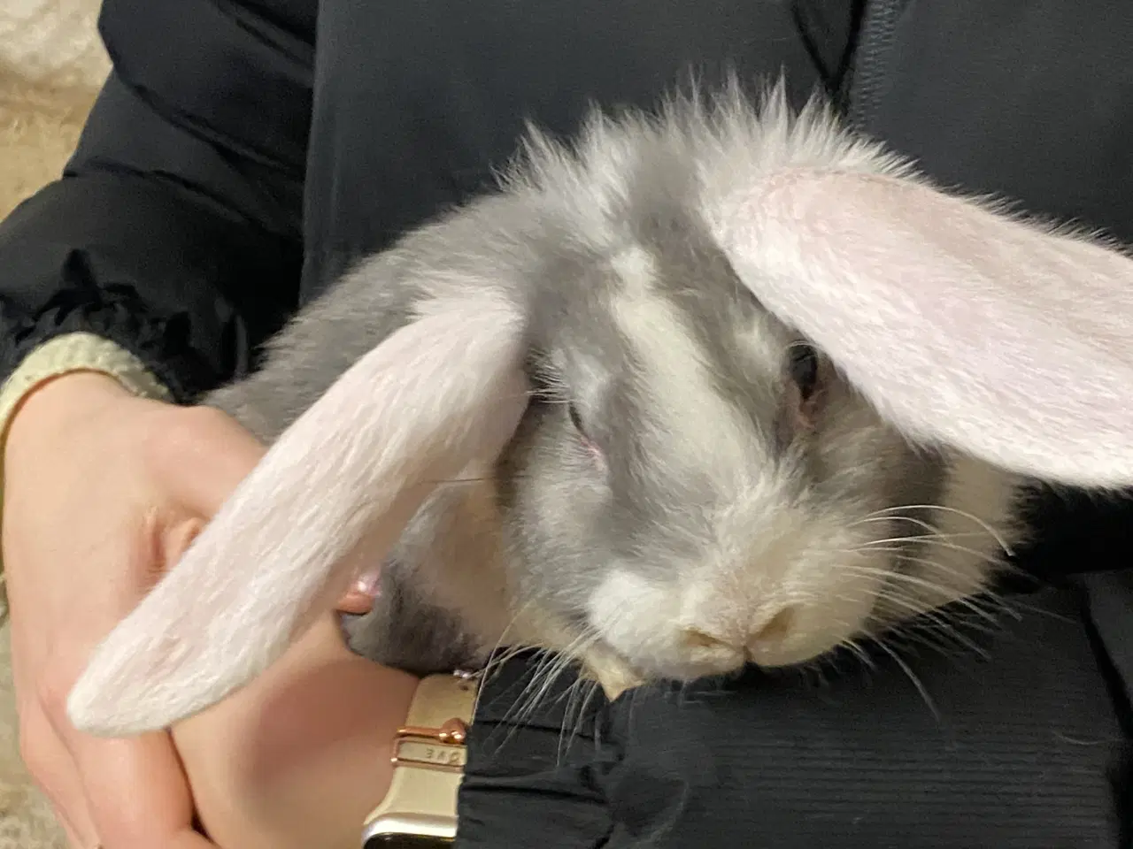 Billede 3 - Fransk vædder blanding