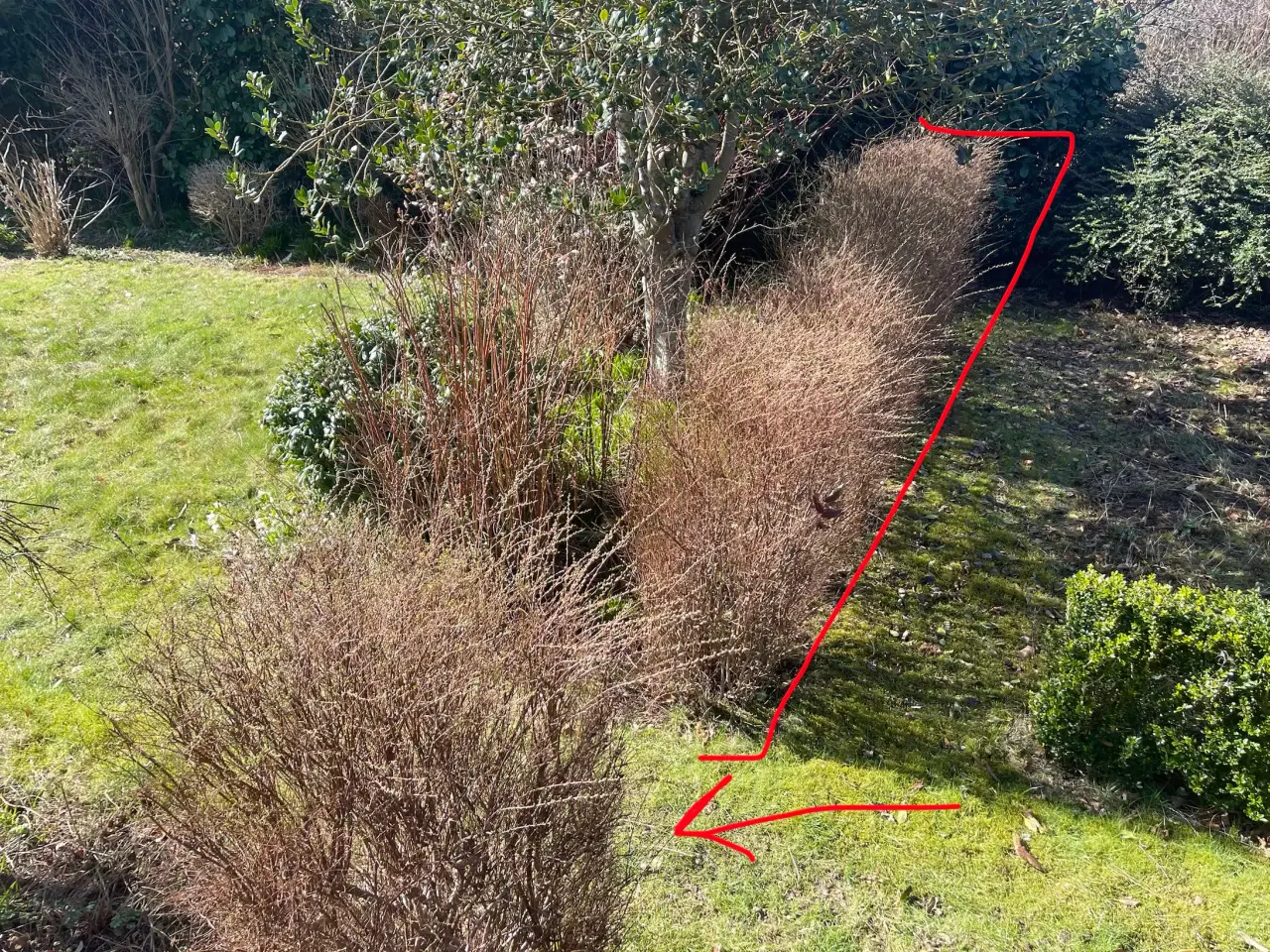 Billede 1 - Flot fyldig hæk