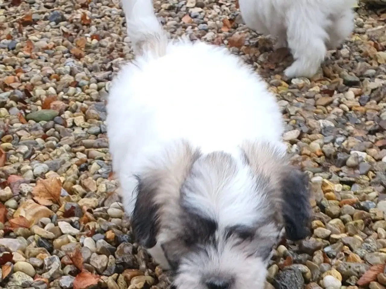 Billede 9 - Coton de tulear