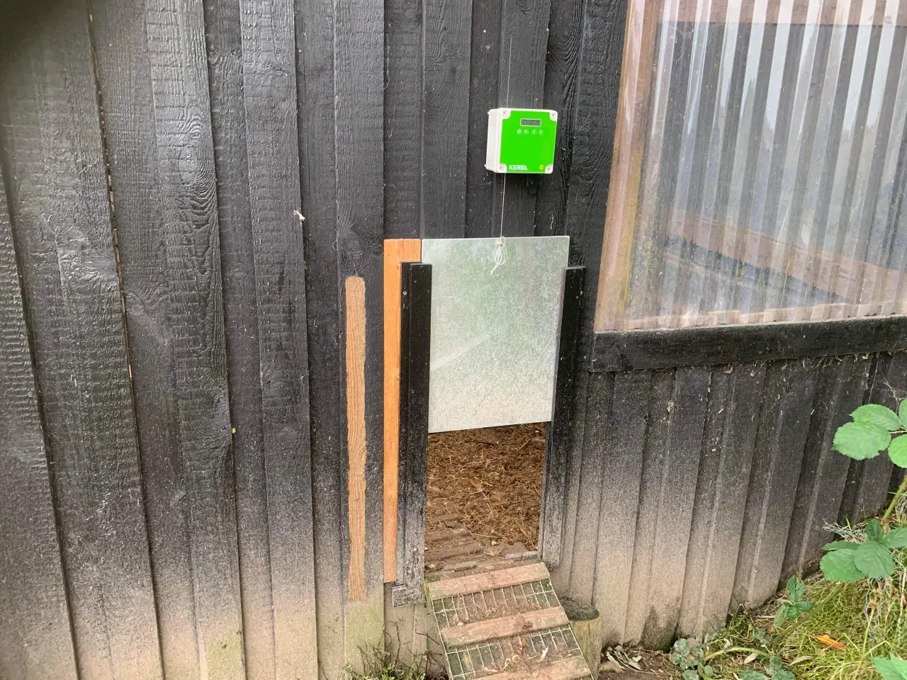 Billede 4 - Automatisk hønselem