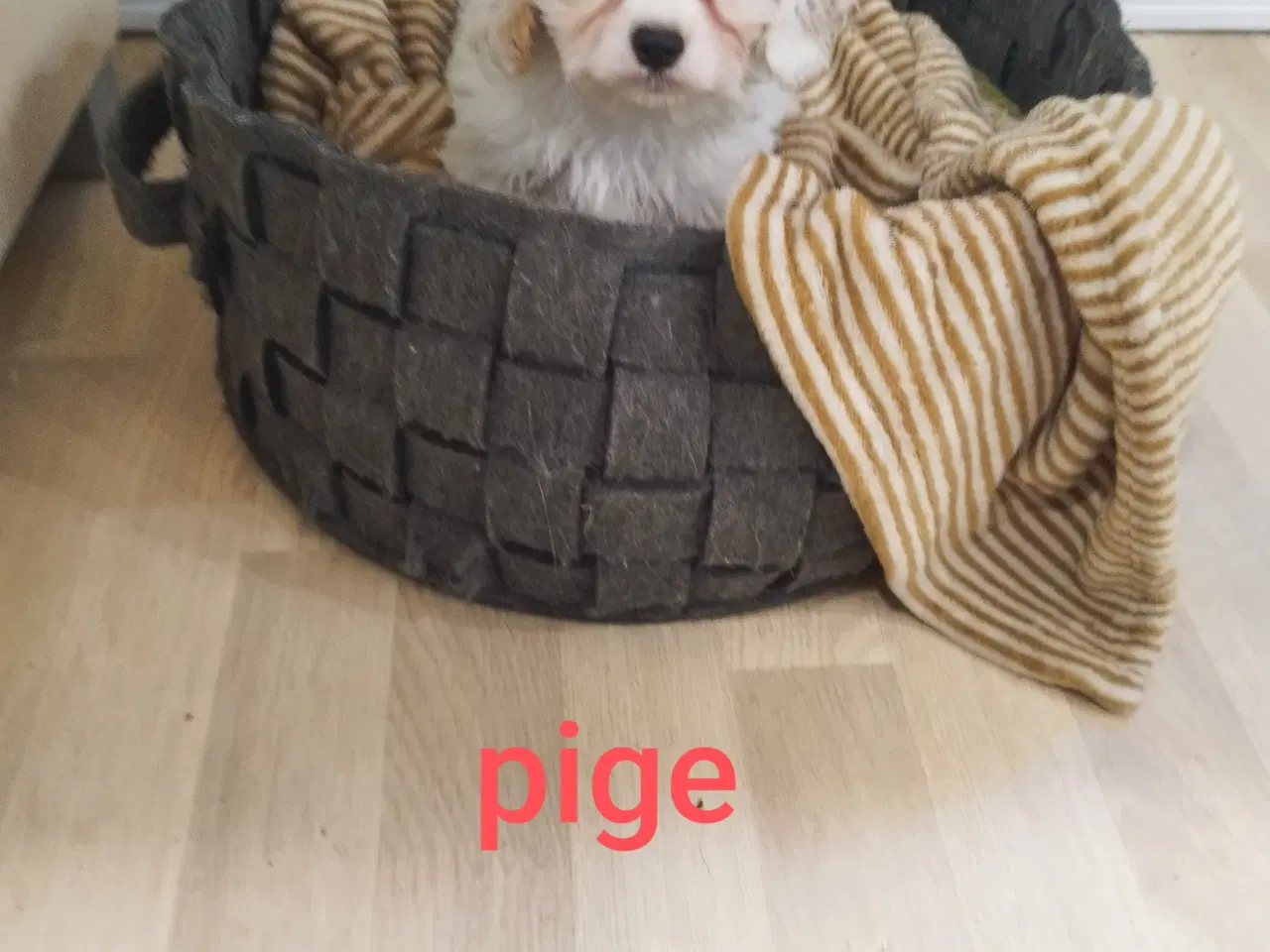 Billede 1 - Cavaton hvalp pige