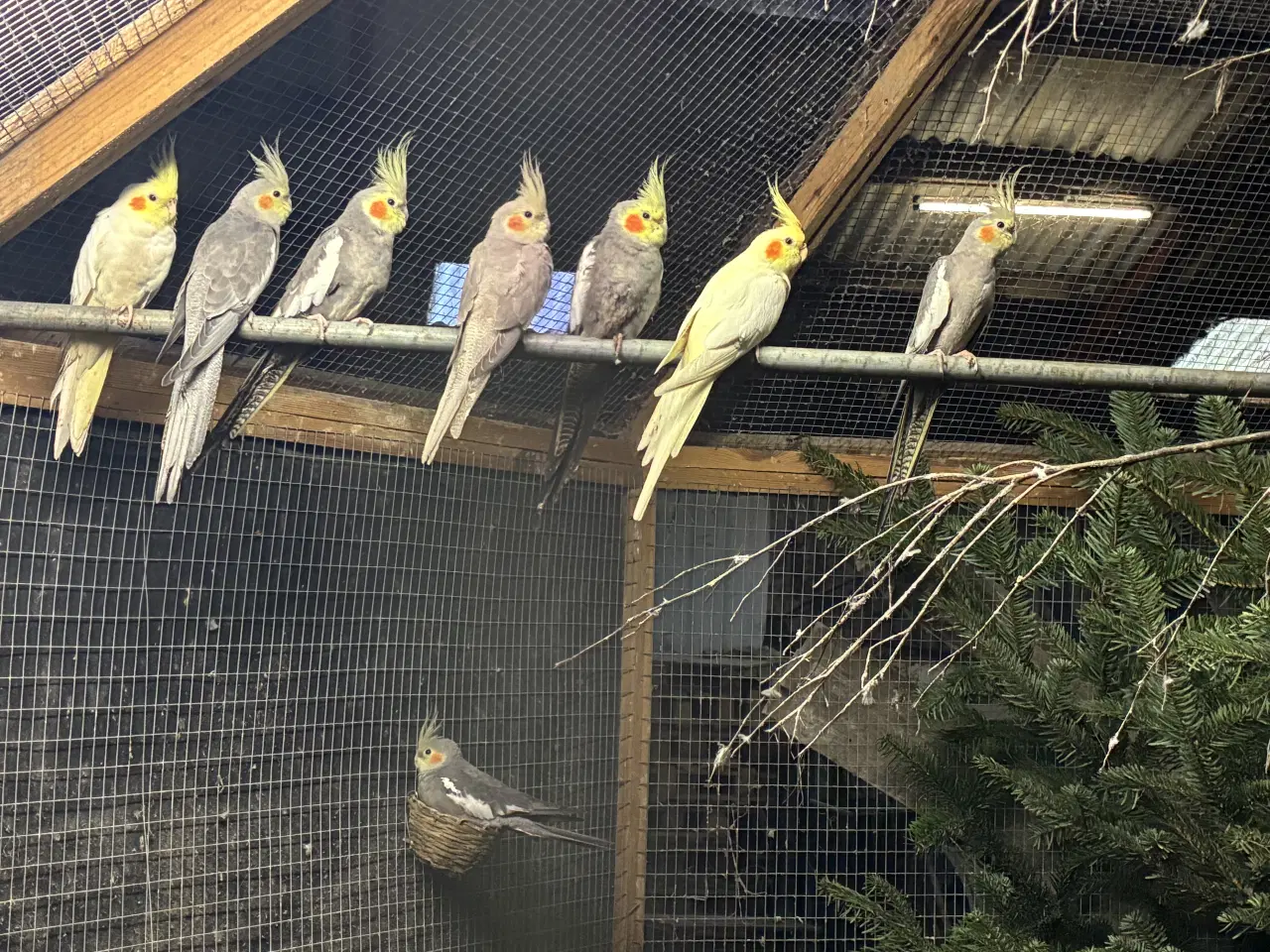 Billede 2 - Nymfeparakiter unger 