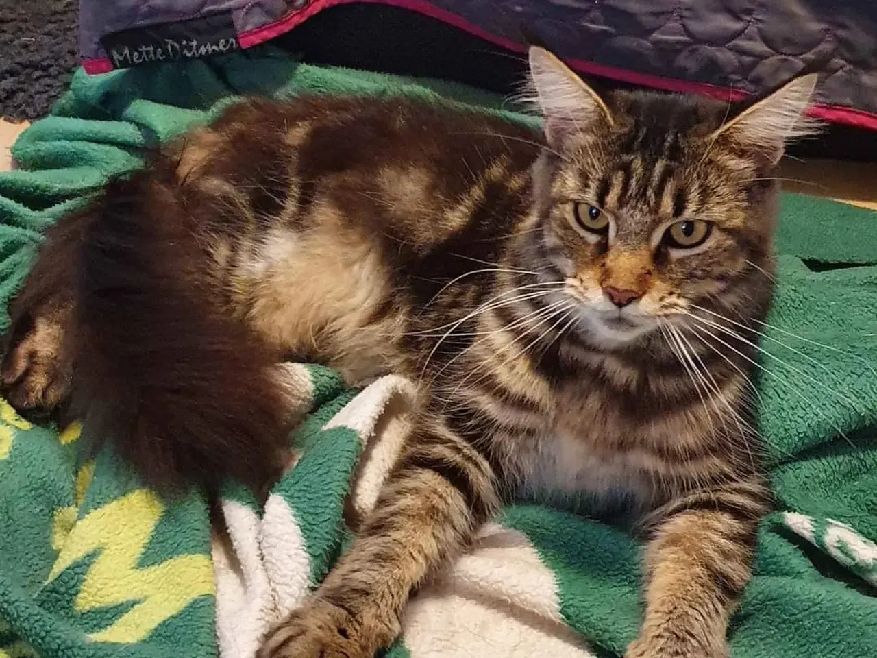 Billede 3 - Halv maincoon killing