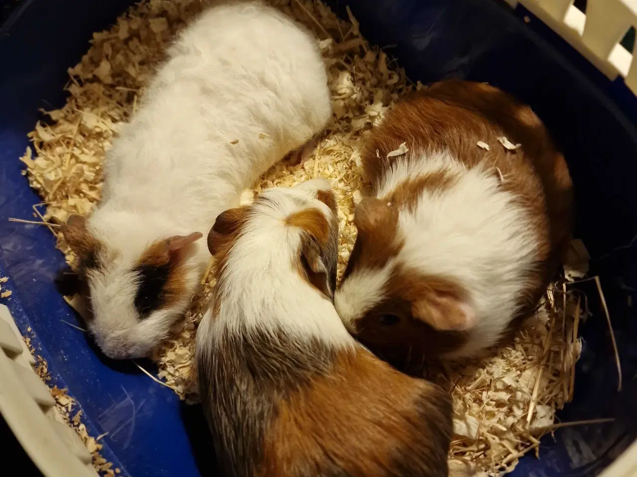 Billede 4 - Marsvin Unger