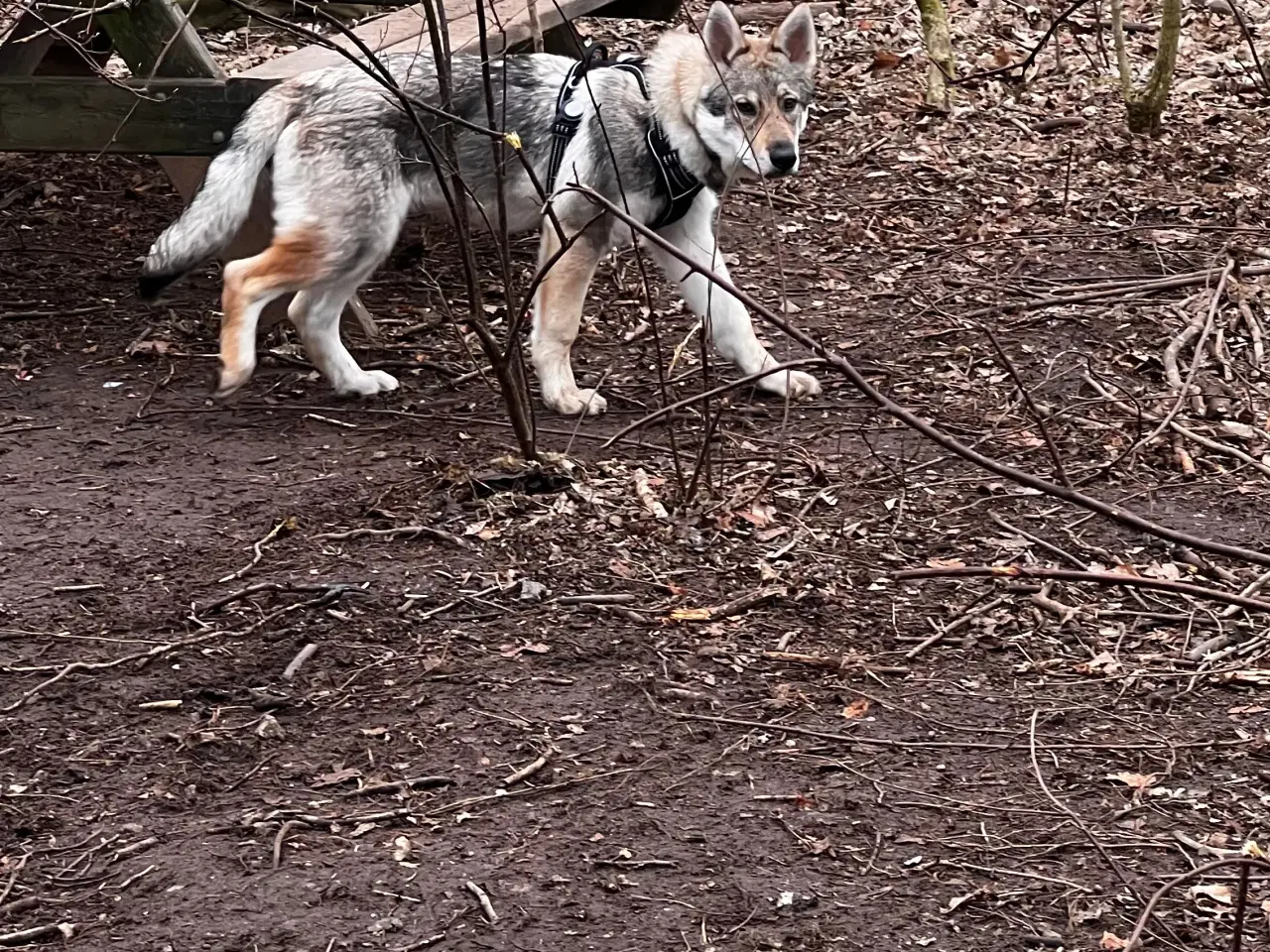 Billede 2 - tjekkoslovakisk ulvehund Timberdog/tamaskan