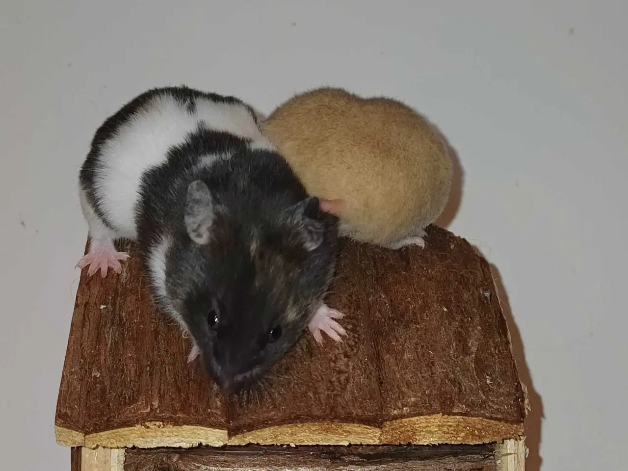 Billede 5 - Guldhamster unger