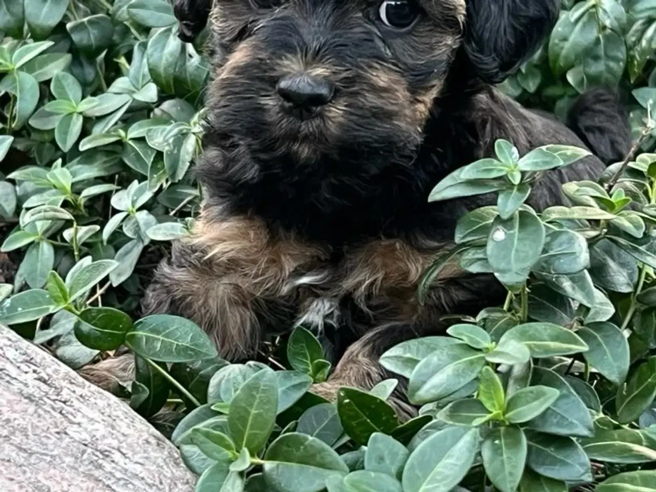 Billede 3 - Bichon Havanais hvalpe. 2 hanner