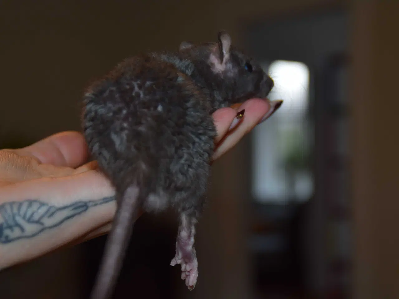 Billede 1 - Drenge flok sælges samlet