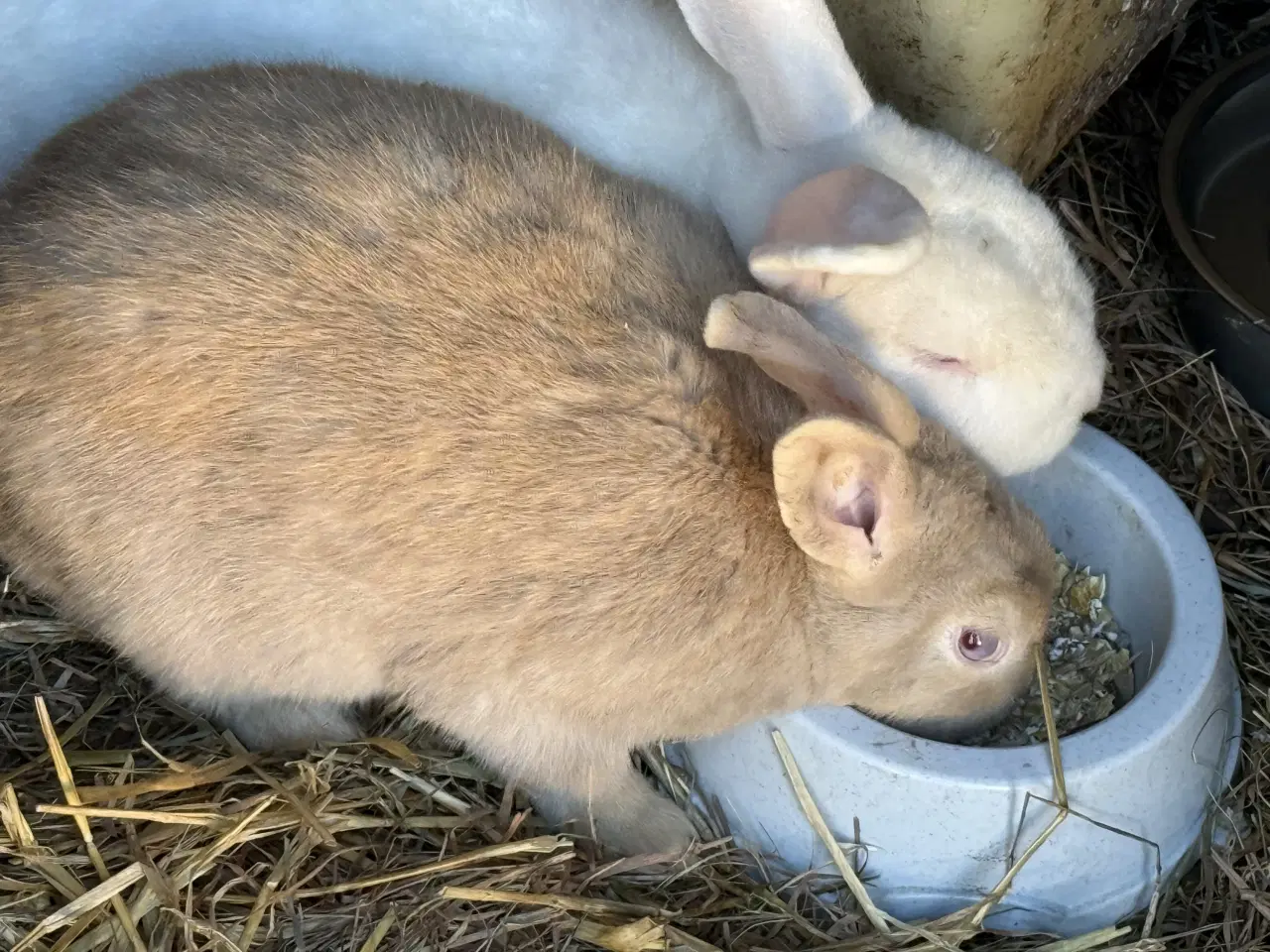 Billede 3 - Kaniner