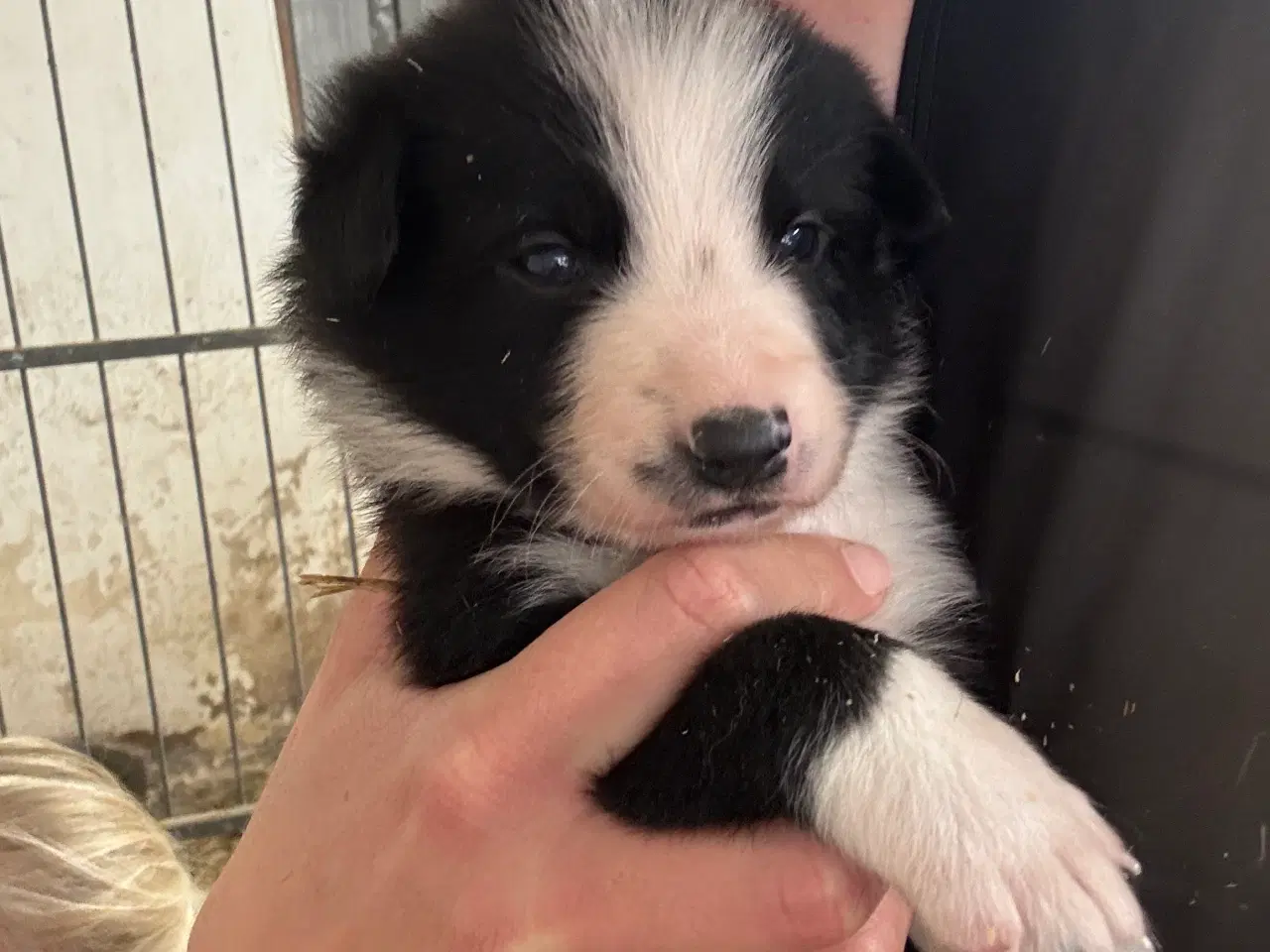 Billede 9 - Border Collie hvalpe