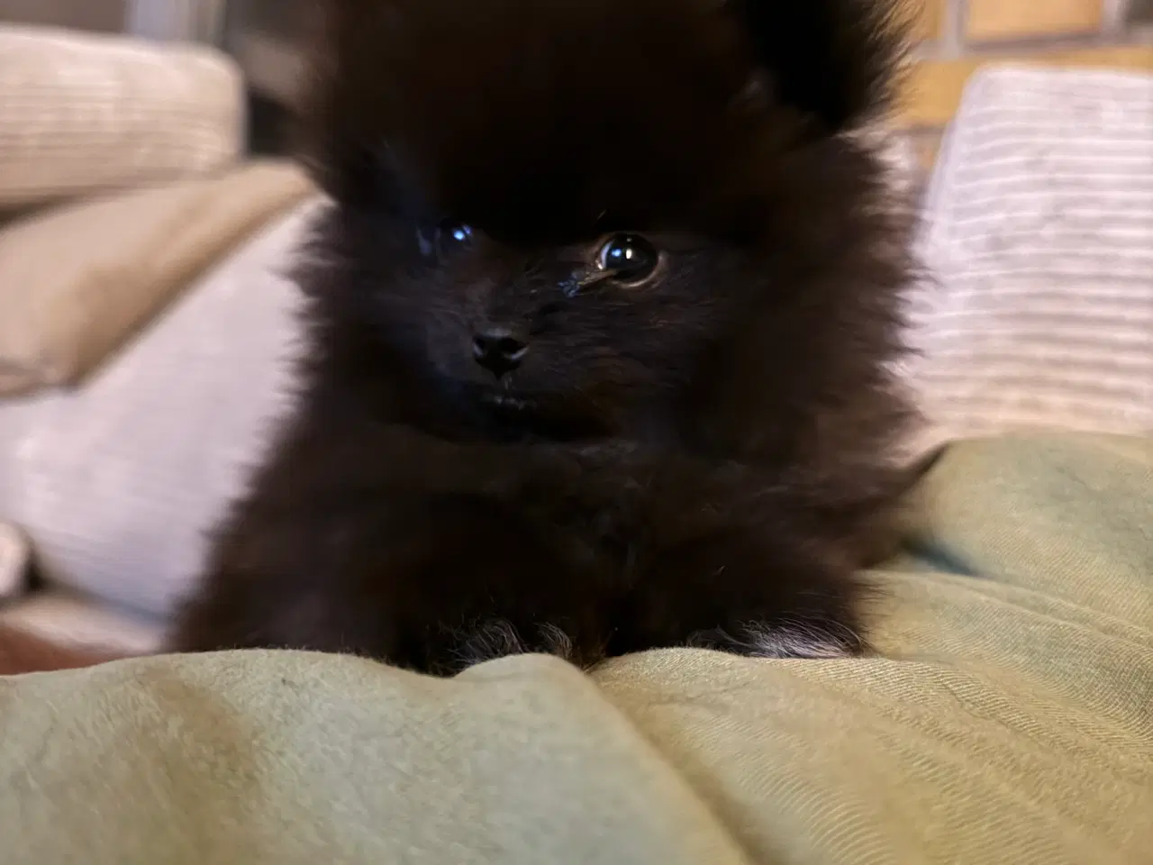 Billede 5 - Pomeranian hvalp 🐶 