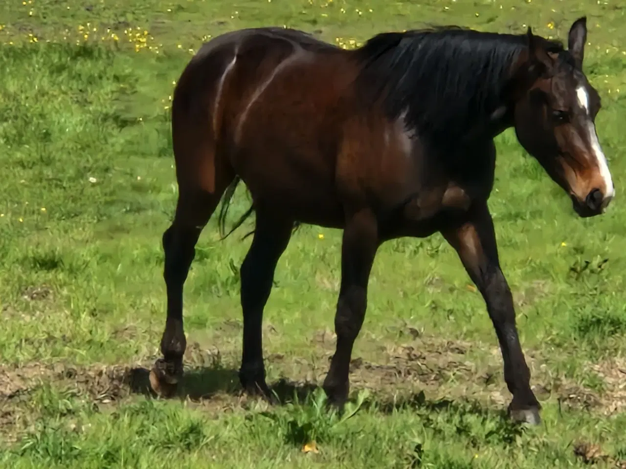 Billede 4 - Oldenborg Hoppe efter Canton Anholm