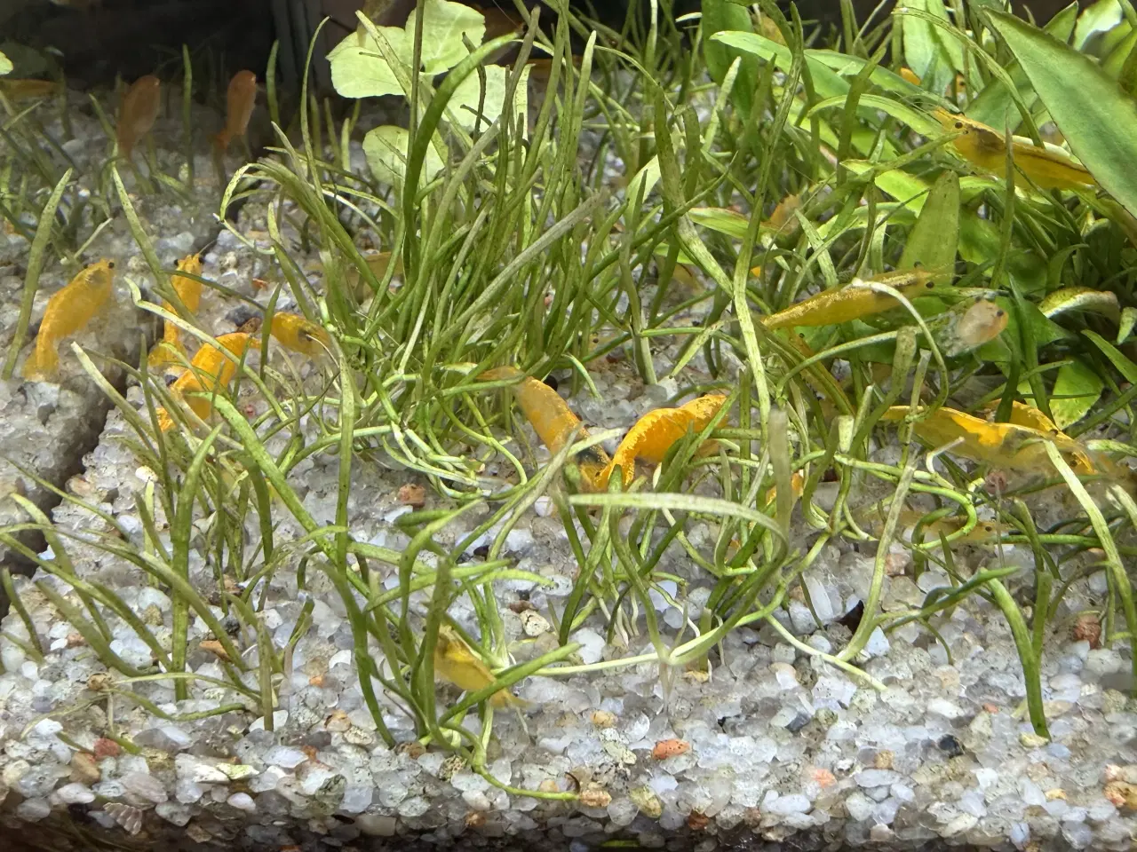 Billede 1 - Rejer gule