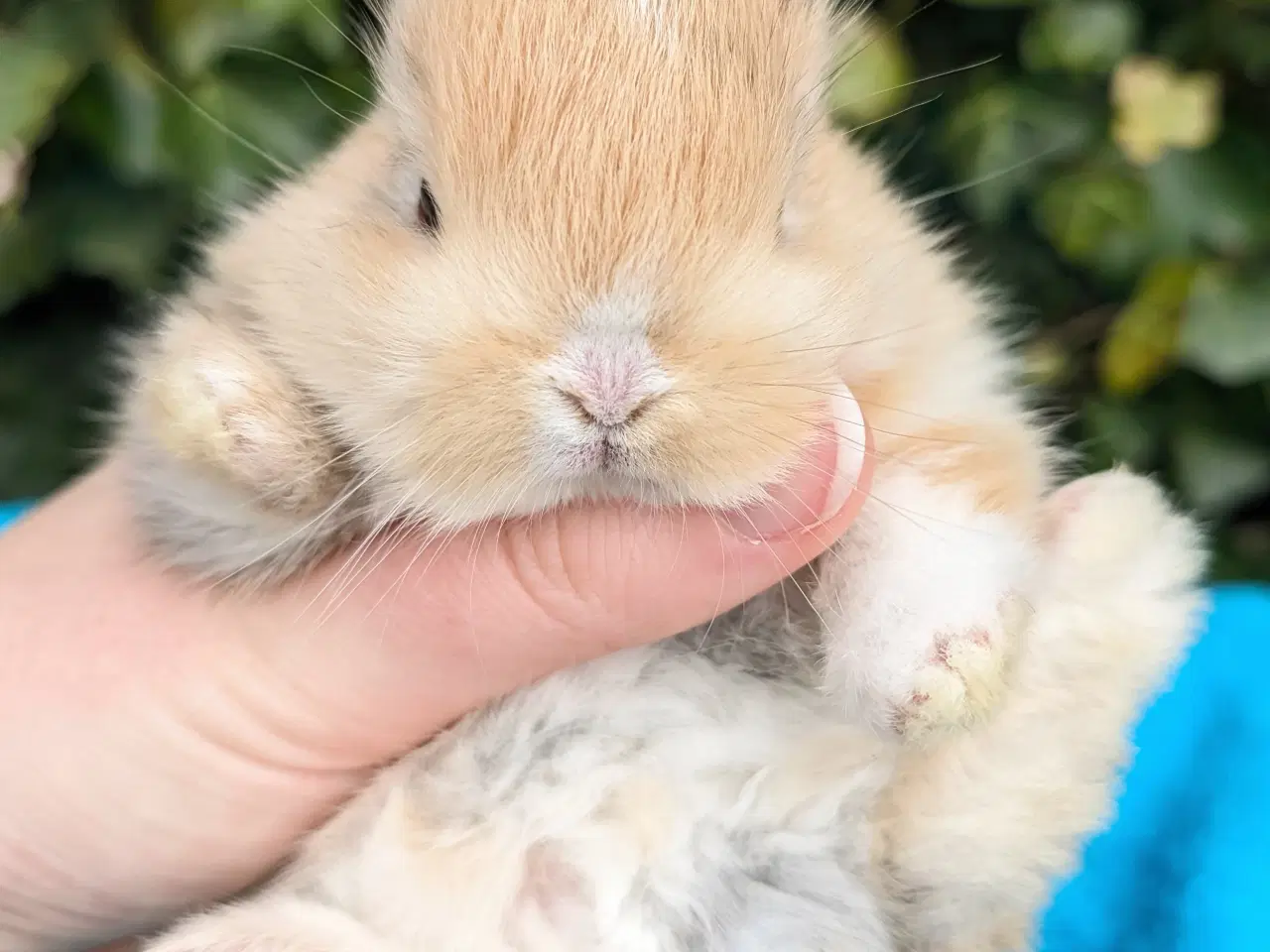 Billede 6 - Hermelin kaninunge sælges 