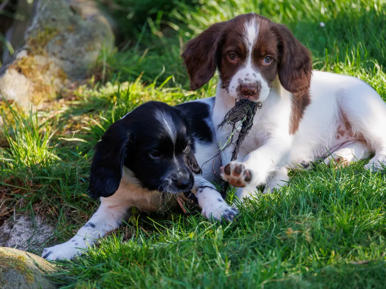 Billede 8 - Skønne jagt og familiehunde