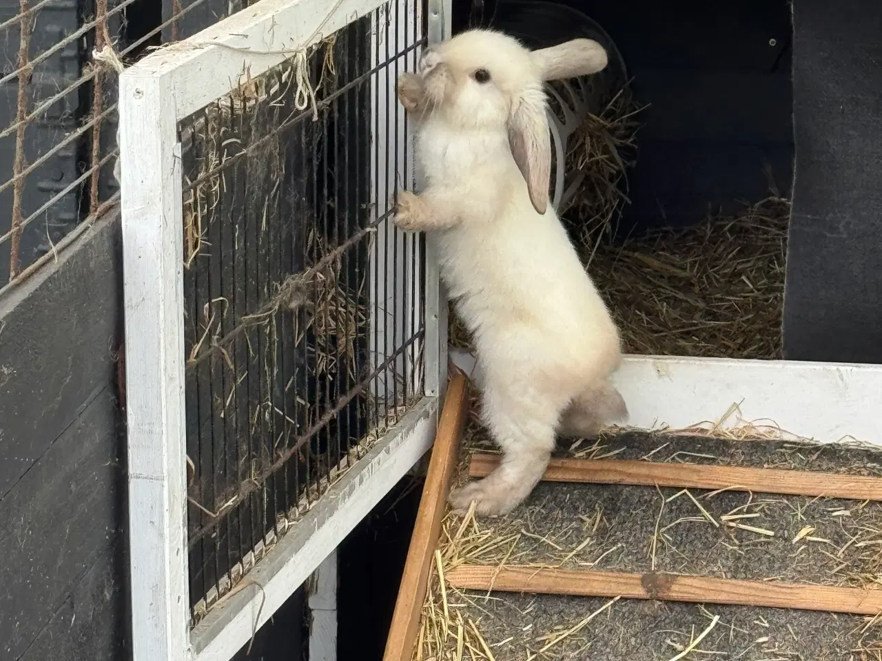 Billede 8 - Mini lop kanin unge
