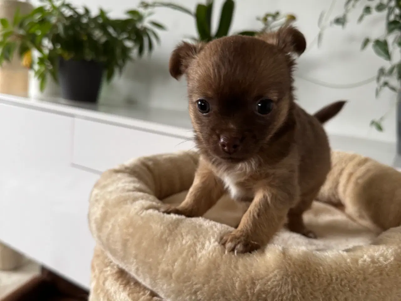 Billede 9 - Chihuahua/papillon hvalpe