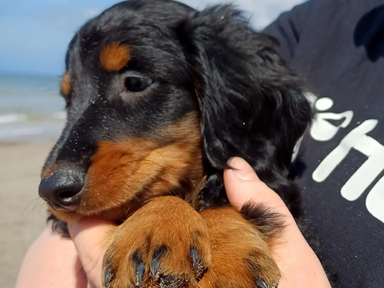 Billede 8 - Langhåret dværg gravhunde med stamtavle.