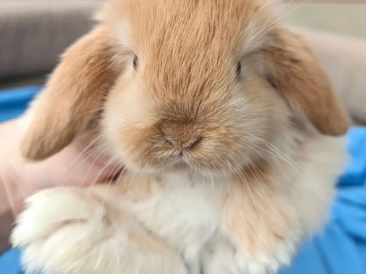 Billede 5 - Minilop kaninunge sælges 