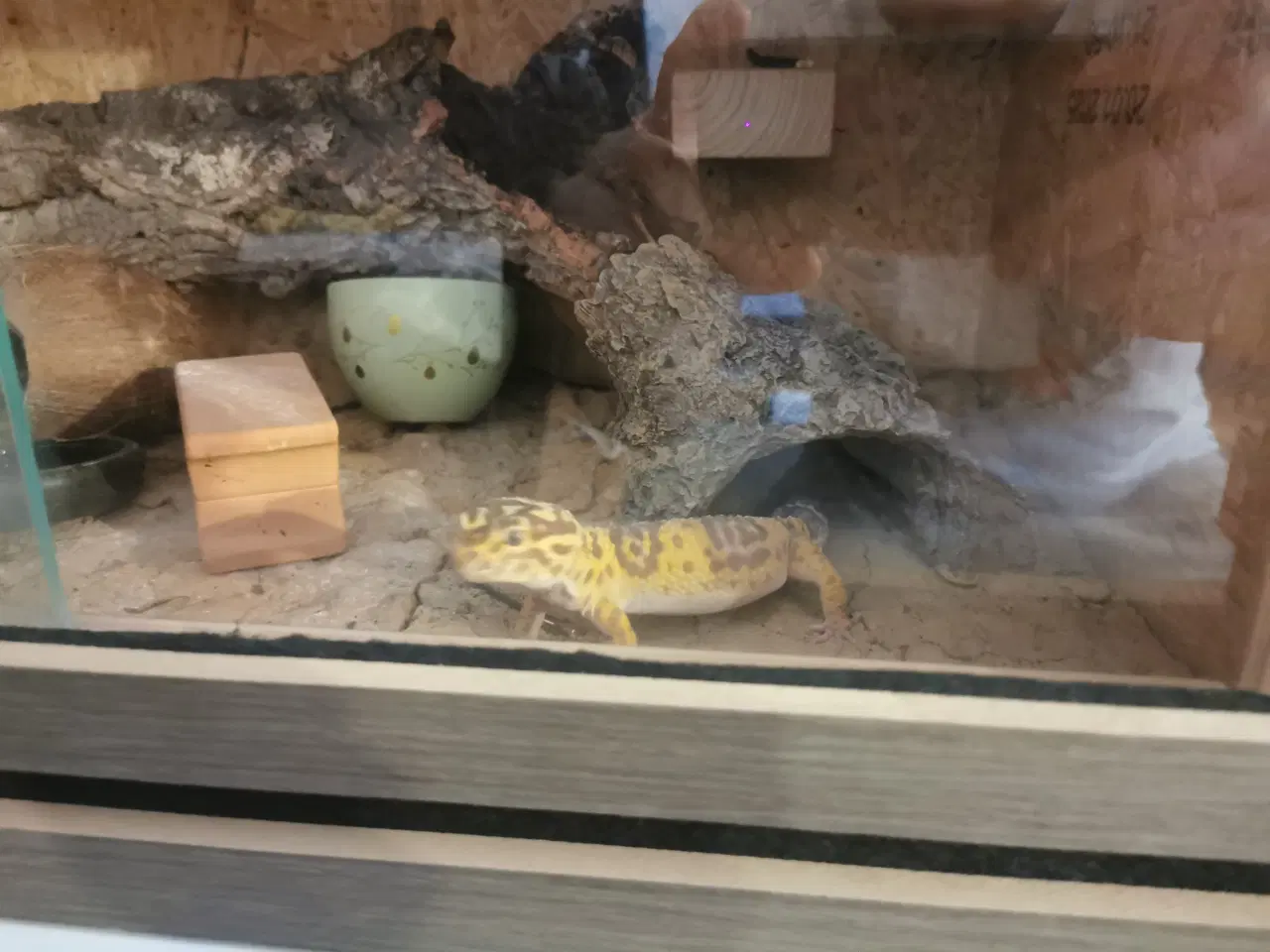 Billede 2 - Leopardgekko med terrarium 