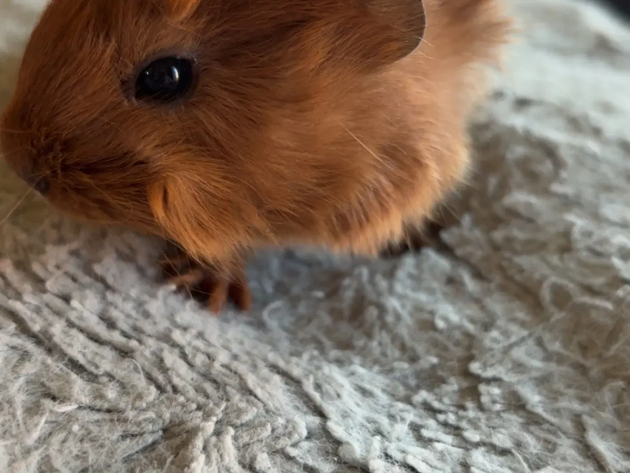 Billede 1 - Marsvin søger nye hjem