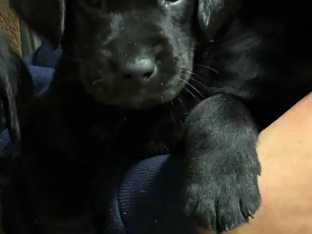 Billede 7 - Labrador hvalpe solgt