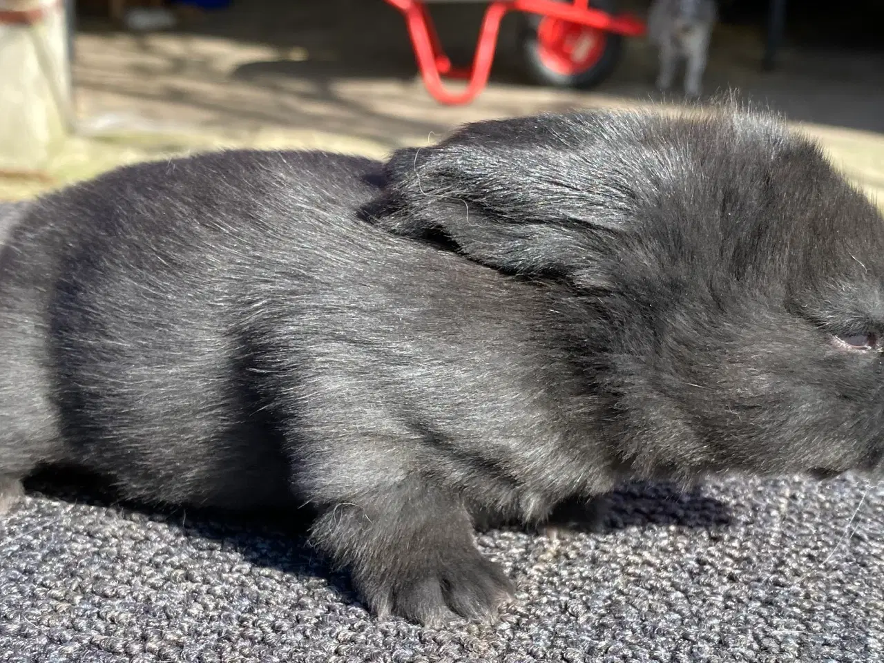 Billede 7 - FRANSK VÆDDER HAN SORT