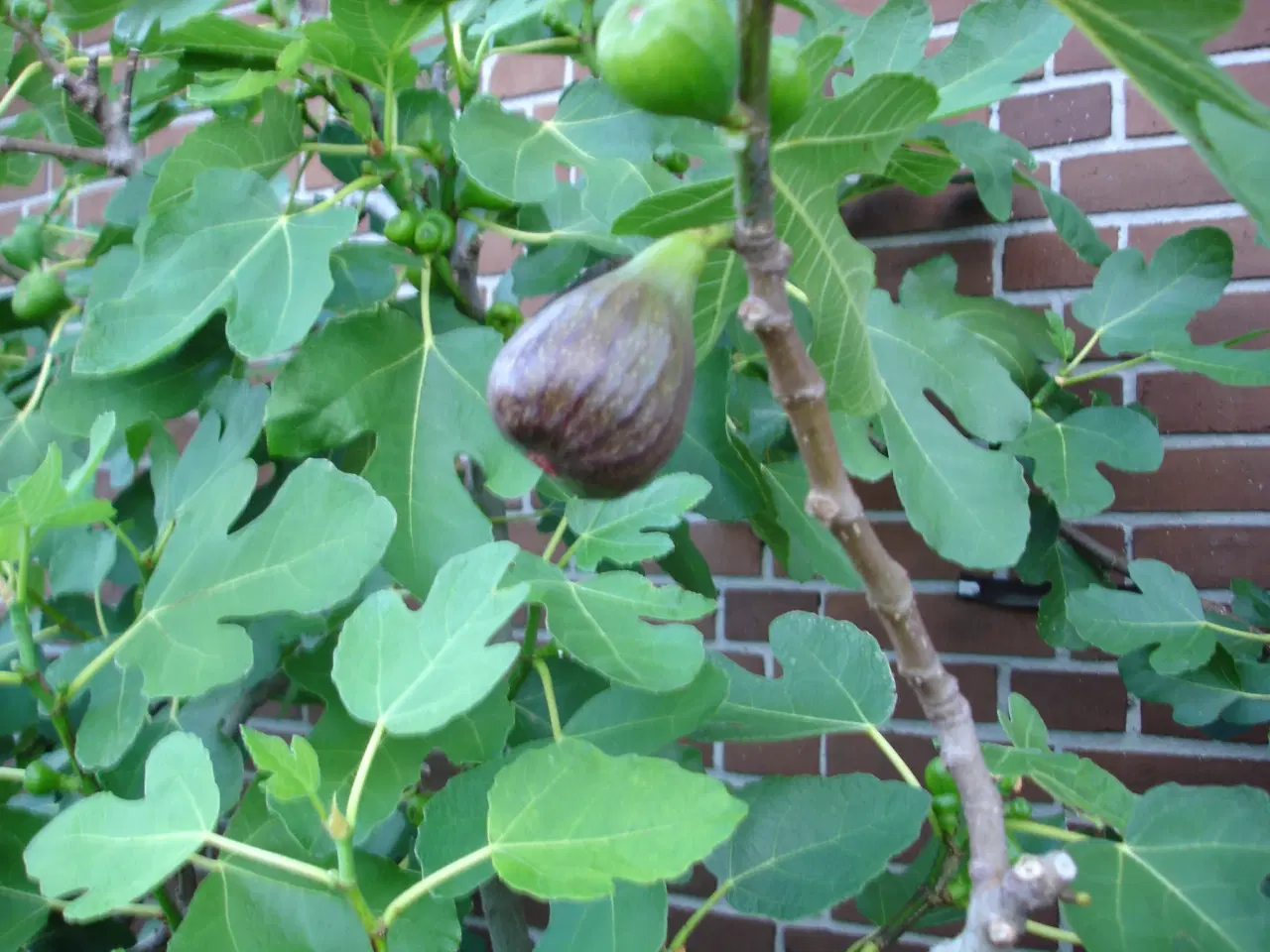Billede 2 - Figenplanter "Bornholmerfigen"