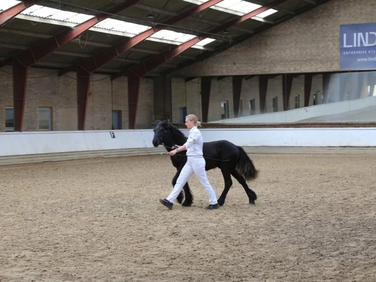 Billede 11 - 1 års fell hingst 