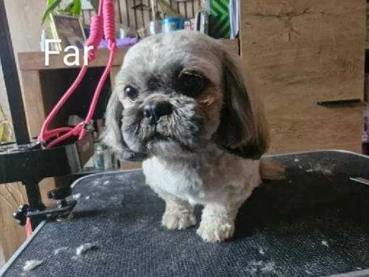 Billede 6 - Hund SHIH tzu