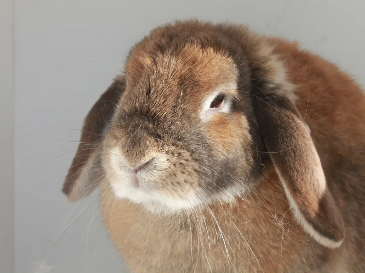 Billede 1 - Dværgvædder/mini lop hunkanin