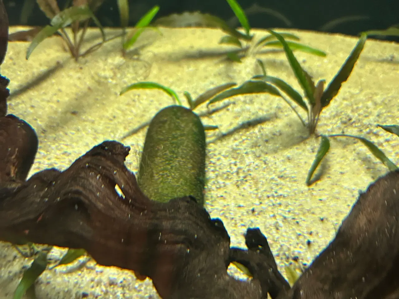 Billede 7 - 🌿 Levende akvarieplanter – 2 stk. GLS