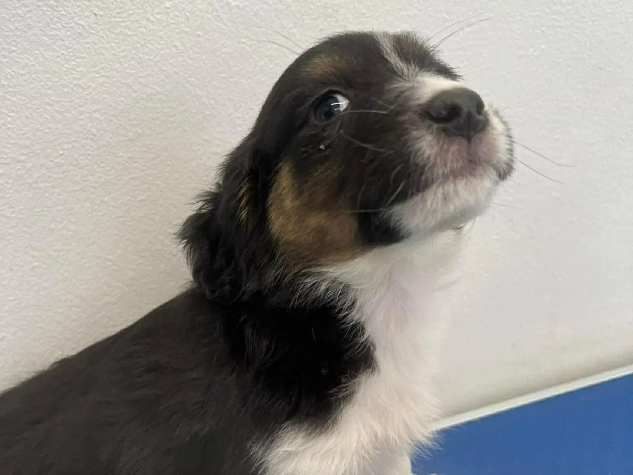 Billede 8 - Skønne Nuri søger et kærligt hjem