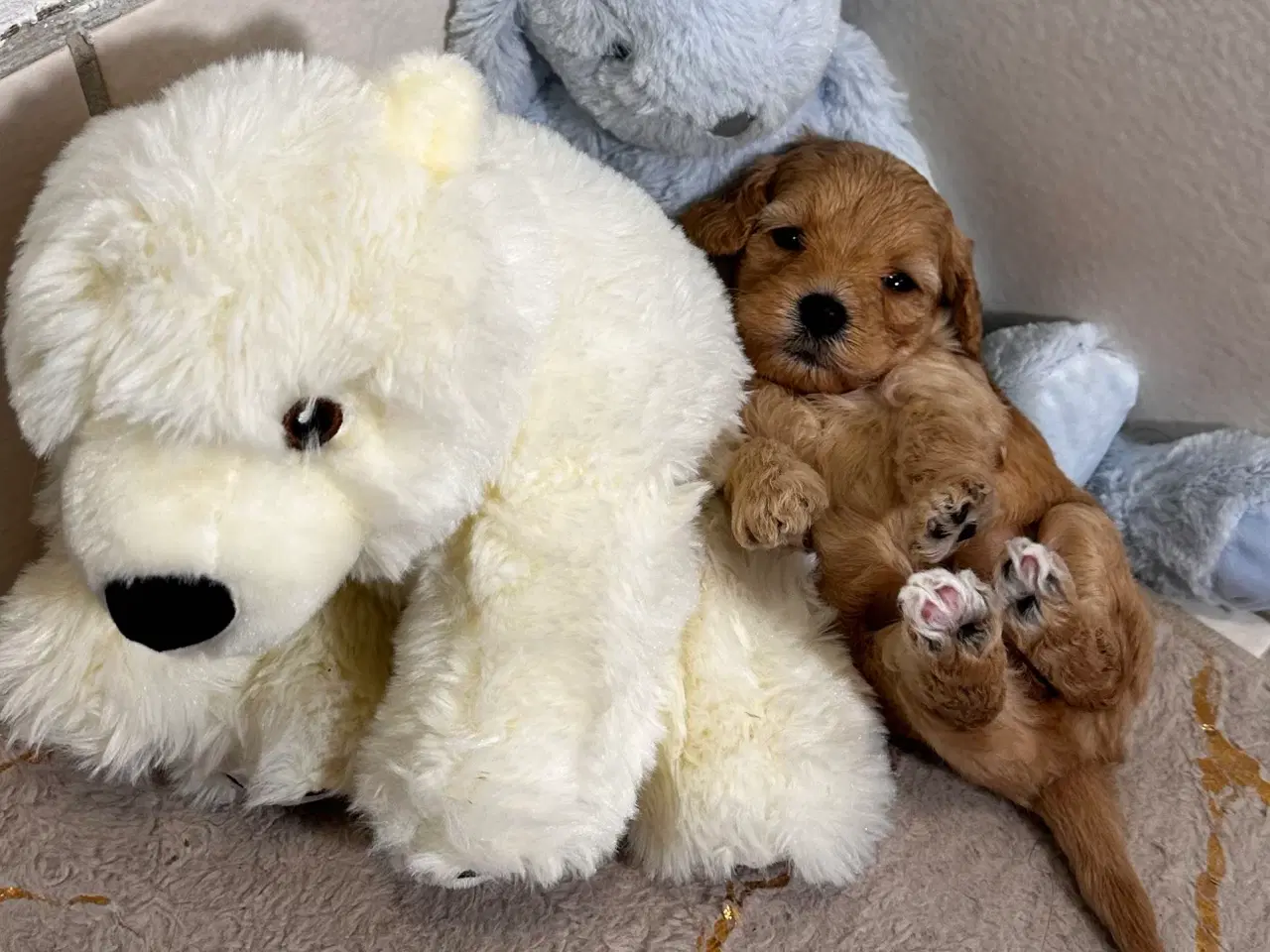 Billede 9 - Cavapoo F2B